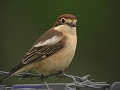 woodchat shrike, woodchat shri-4